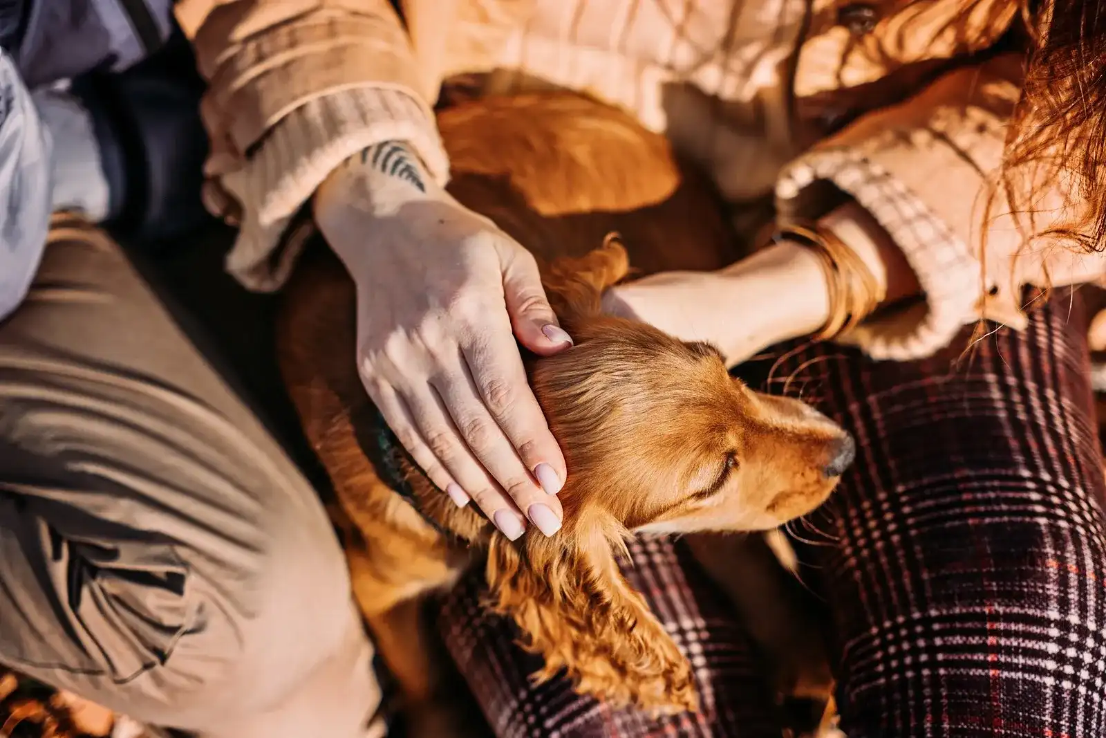 Lifestyle Adjustments Calming Strategies to Help Anxious Pets in Hospice Care