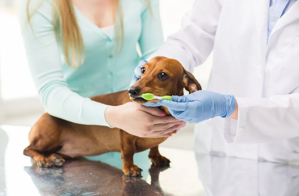 How a Dog Dental Health Routine for Balanced Lifestyle