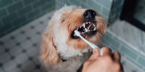 dog dental health routine